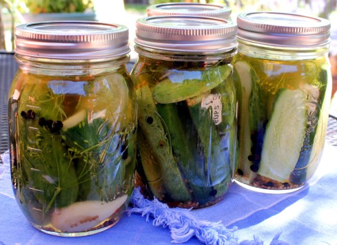 Spicy Refrigerated Dill Pickles
